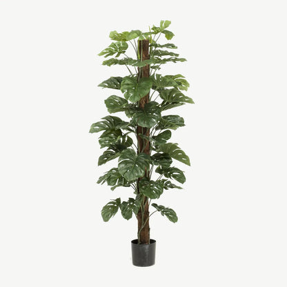 Künstliche Monstera 180 cm am Kokosstab im schwarzen Topf Ø 17 cm