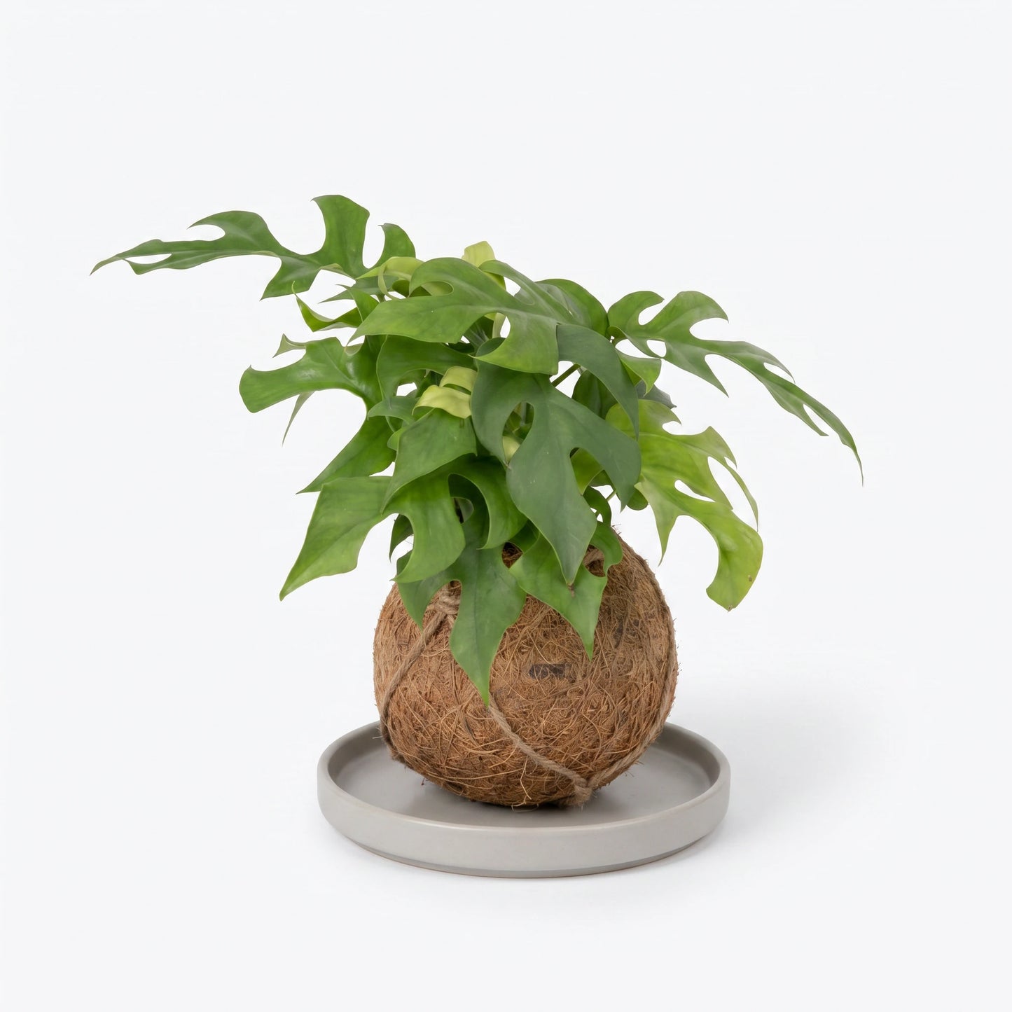 Monstera Minima Kokedama Freisteller – Kokosfaser-Kugel der Rhaphidophora tetrasperma auf heller Keramikschale