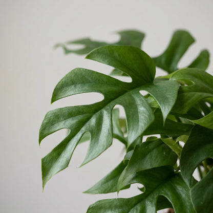 Blatt-Makro der Monstera Minima (Rhaphidophora tetrasperma) mit tief geschlitzten grünen Blättern