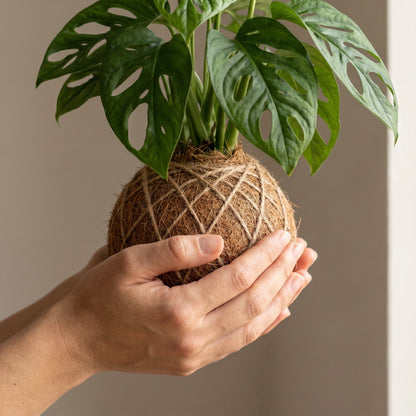 Hände halten die Kokosfaser-Kugel der Monstera Minima Kokedama