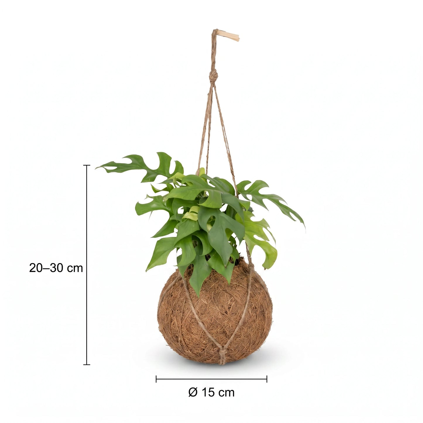Maße der Monstera Minima Kokedama – Höhe 20 bis 30 cm, Kugel Ø 15 cm