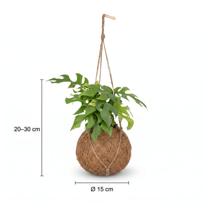Maße der Monstera Minima Kokedama – Höhe 20 bis 30 cm, Kugel Ø 15 cm