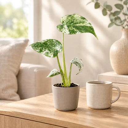 Monstera Mint Variegata im beigen Übertopf auf einem Sideboard im hellen Wohnzimmer