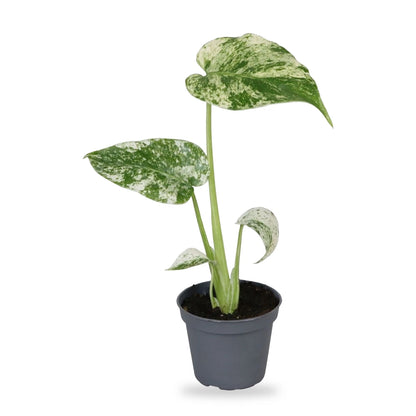 Monstera Mint Variegata im grauen Ø-6-cm-Kulturtopf, Lieferzustand freigestellt