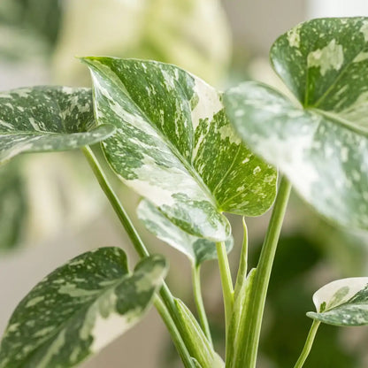 Blattdetail der Monstera deliciosa Mint mit minzgrün-cremeweißer Marmorierung