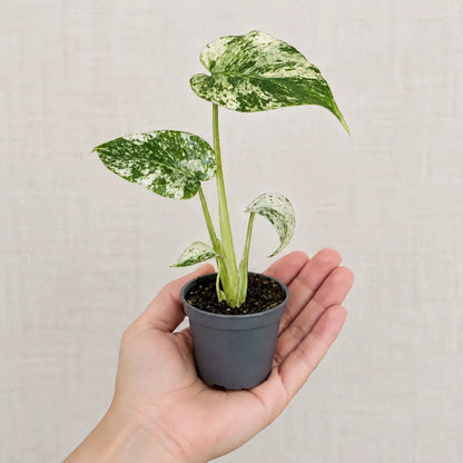 Monstera Mint Jungpflanze im Ø-6-cm-Topf auf der Handfläche als Größenvergleich