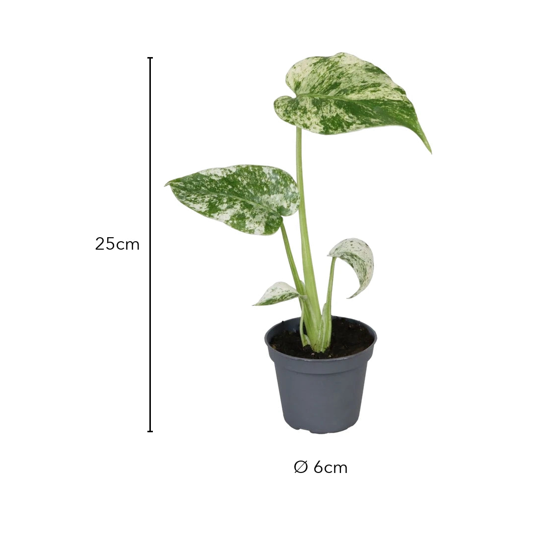 Größenangaben Monstera Mint Variegata: ca. 25 cm hoch mit Topf, Topf Ø 6 cm