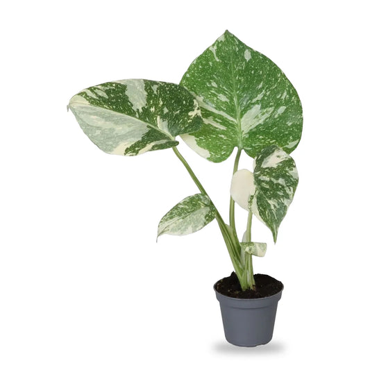 Monstera Thai Constellation im grauen Anzuchttopf Ø 6 cm, freigestellt auf Weiß im Lieferzustand