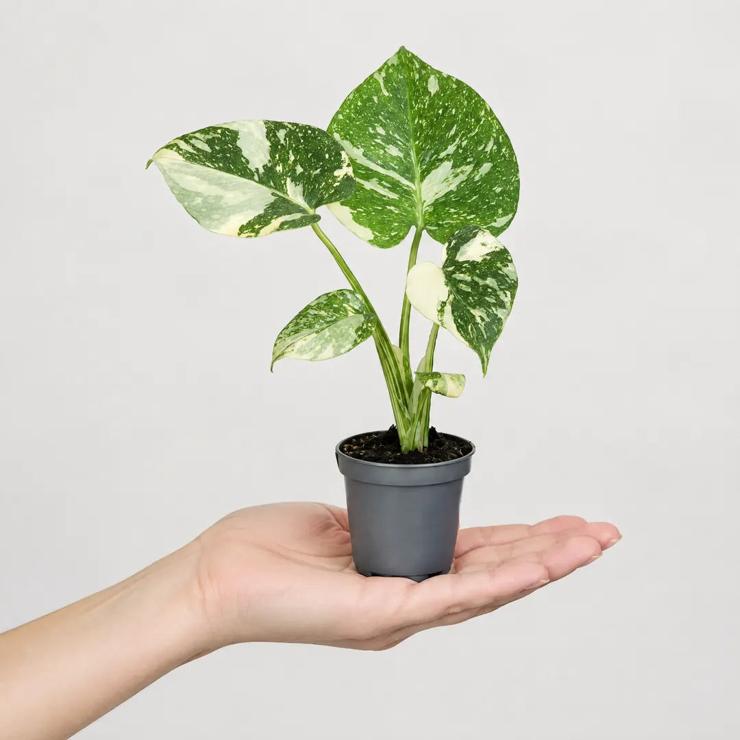 Größenbezug: Monstera Thai Constellation im 6-cm-Anzuchttopf auf einer Handfläche