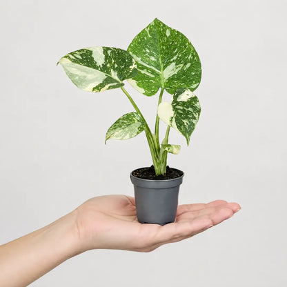 Größenbezug: Monstera Thai Constellation im 6-cm-Anzuchttopf auf einer Handfläche