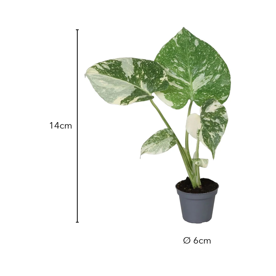 Größe Monstera Thai Constellation: 14 cm, Topf Ø 6 cm