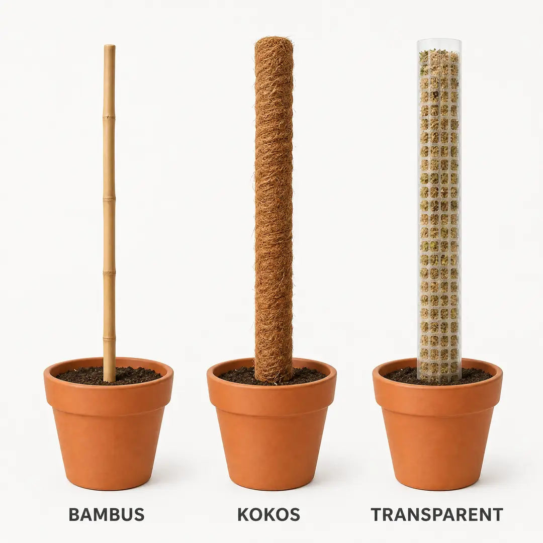 Vergleich von Bambusstab, Kokosstab und transparentem Moosstab