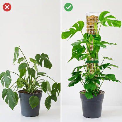 Monstera ohne Stütze im Vergleich zur aufgerichteten Monstera am Moosstab