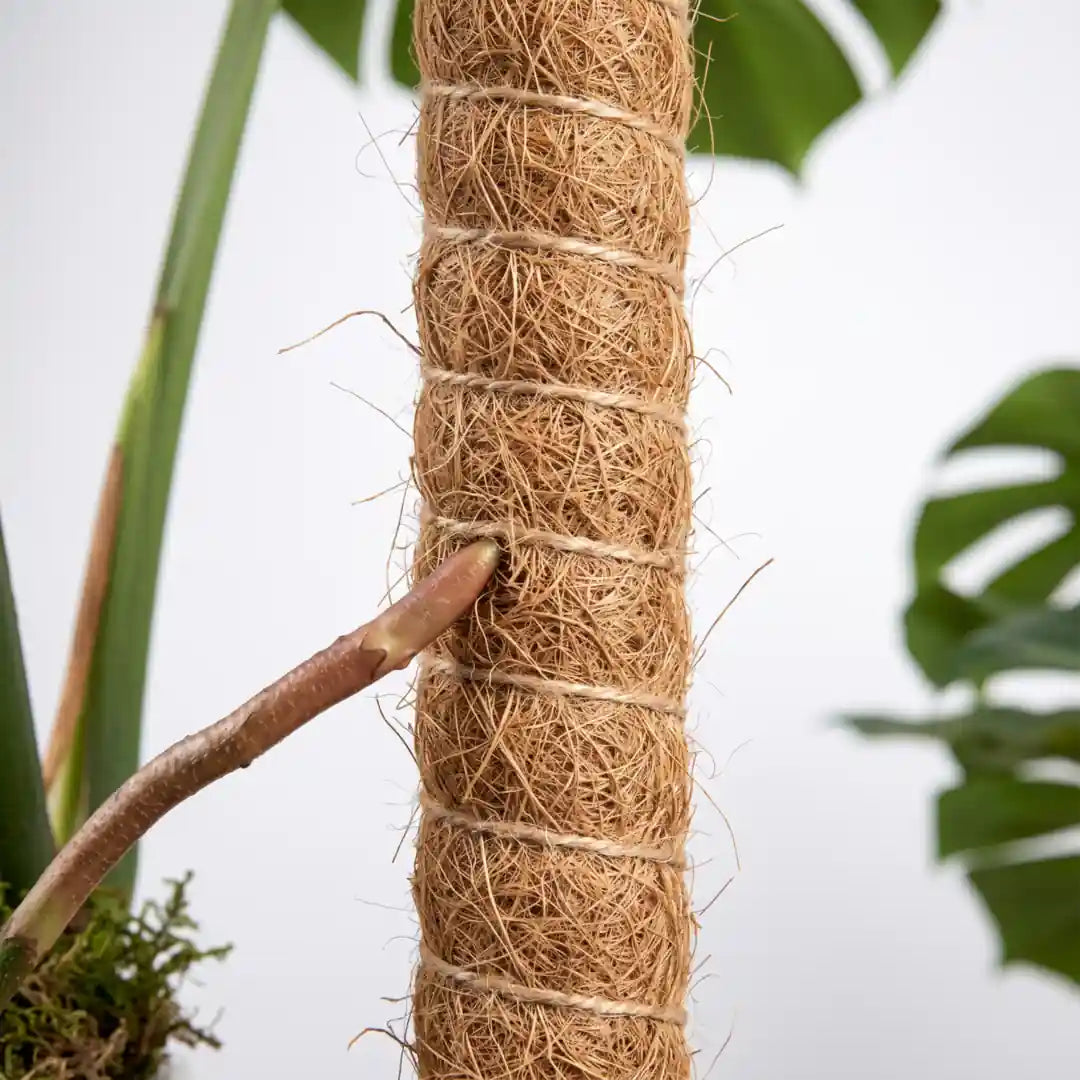 Luftwurzel einer Monstera greift in die raue Kokosfaser des Moosstabs