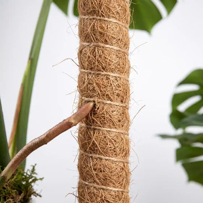 Luftwurzel einer Monstera greift in die raue Kokosfaser des Moosstabs