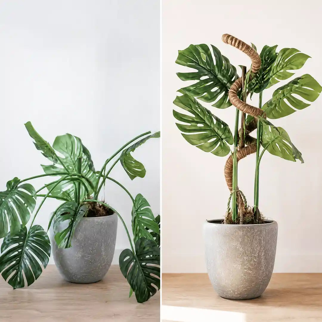 Vergleich: Monstera kippt über den Topfrand gegenüber aufrecht am Moosstab geführt