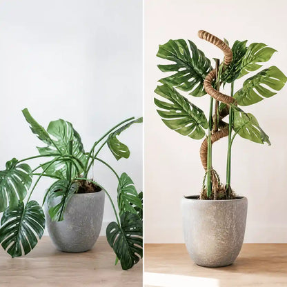 Vergleich: Monstera kippt über den Topfrand gegenüber aufrecht am Moosstab geführt