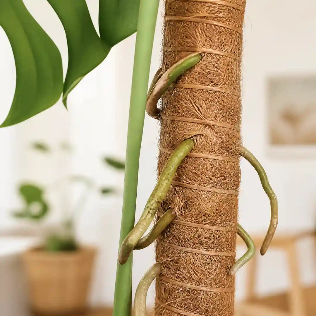Luftwurzeln einer Monstera halten sich an der Kokosfaser des Moosstabs fest