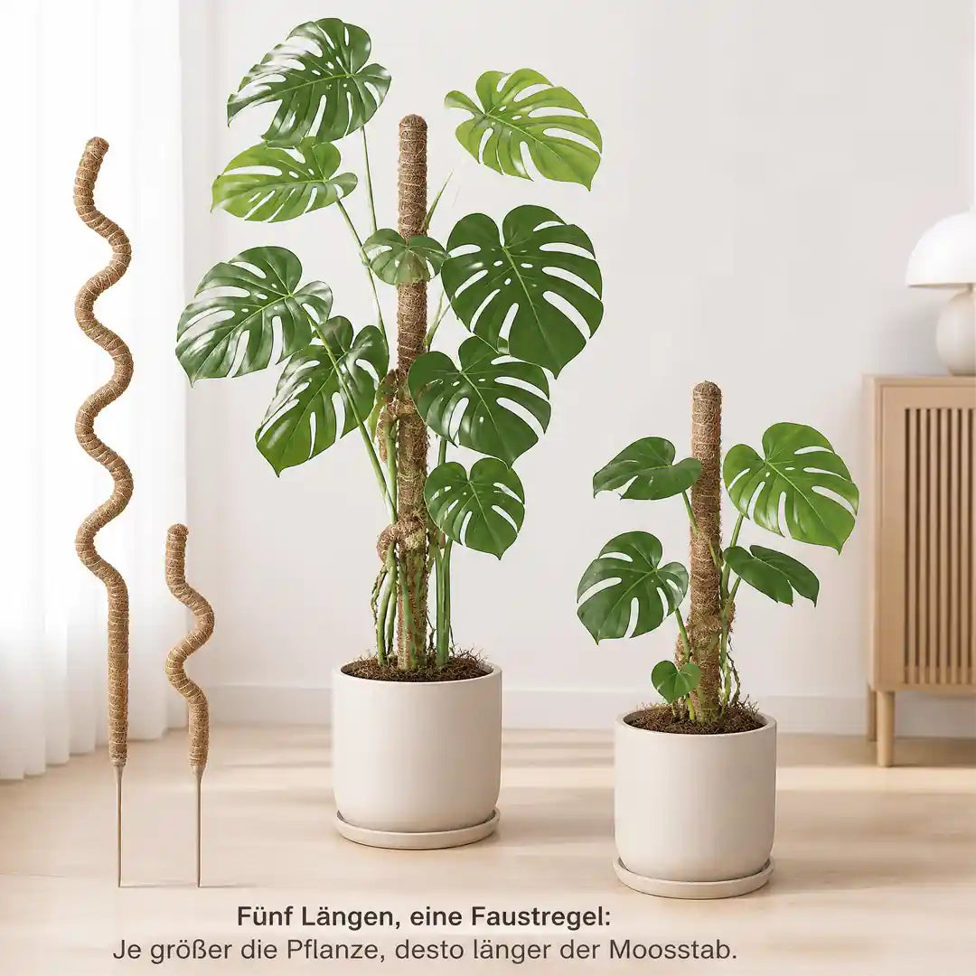 Zwei Moosstäbe unterschiedlicher Länge neben zwei Monstera-Pflanzen als Größenhilfe