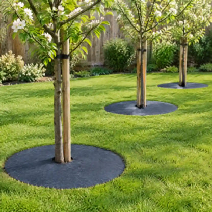 Junge Obstbäume im Garten mit Mulchscheiben um den Stamm