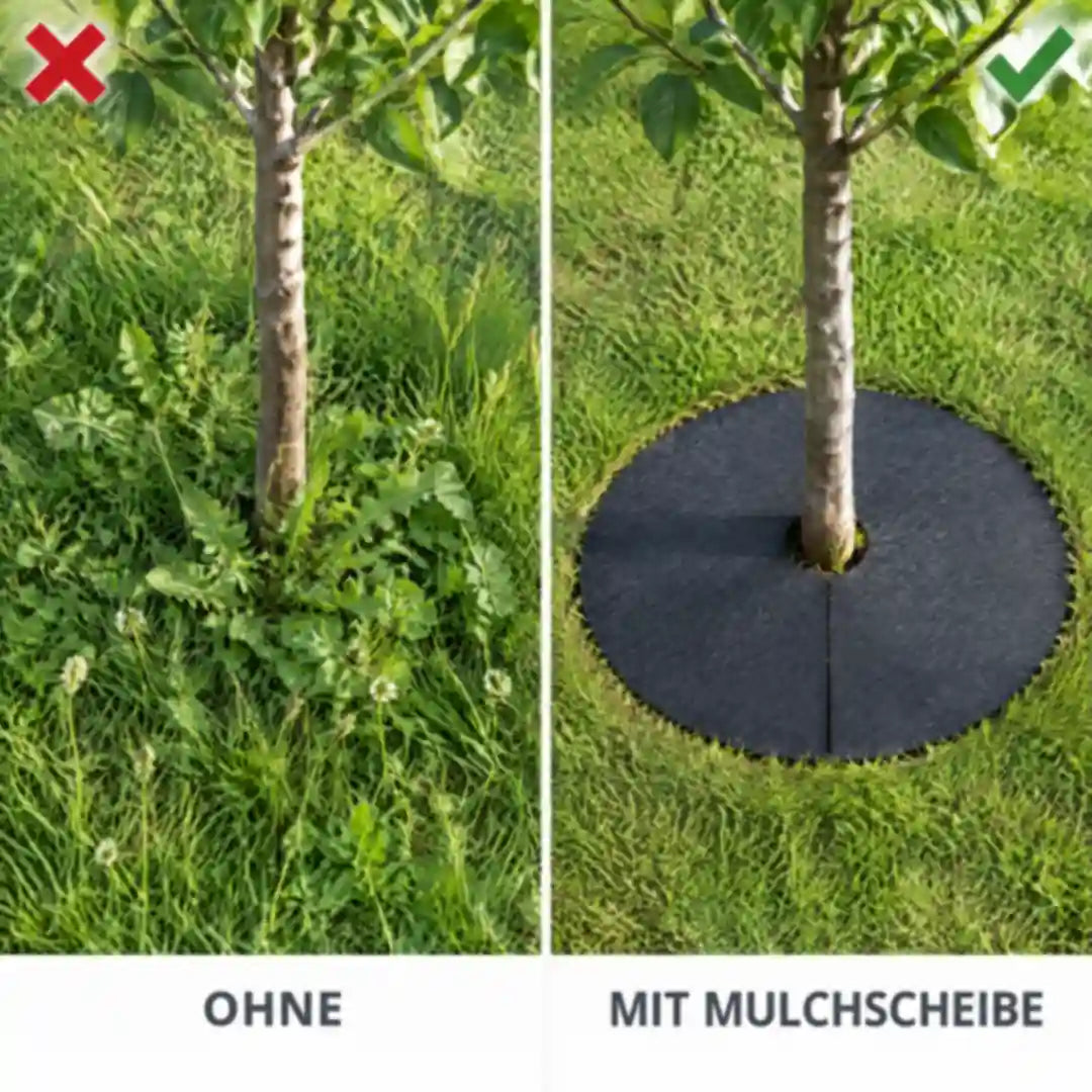 Vergleich: Obstbaum mit Unkraut am Stamm und mit Mulchscheibe