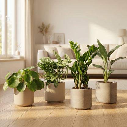 Musthave Pflanzenbox – Monstera Monkey, Pilea, Strelitzia und Zamioculcas in matten Beige-Übertöpfen im hellen Wohnzimmer