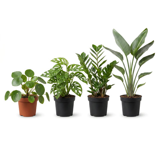 Musthave Pflanzenbox – vier Zimmerpflanzen (Pilea, Monstera Monkey, Zamioculcas, Strelitzia) im Ø12-cm-Anzuchttopf auf Weiß