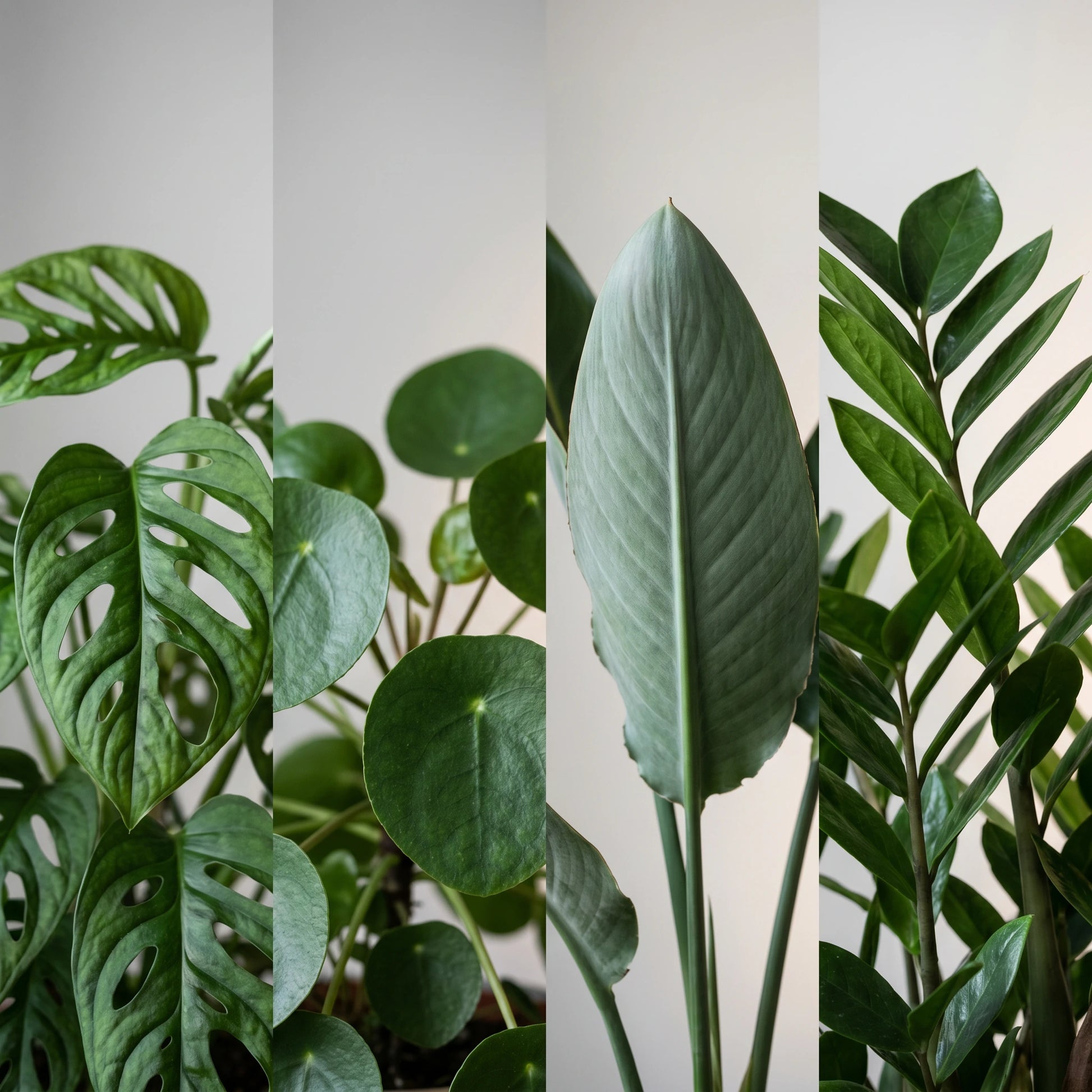 Blattvielfalt der Musthave Pflanzenbox – durchlöcherte Monstera-Monkey-, runde Pilea-, paddelförmige Strelitzia- und gefiederte ZZ-Blätter