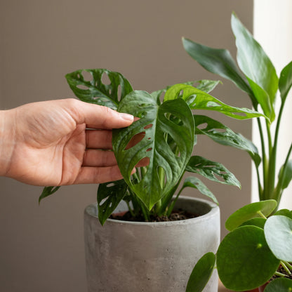 Hand berührt ein Monstera-Monkey-Blatt der Musthave Pflanzenbox