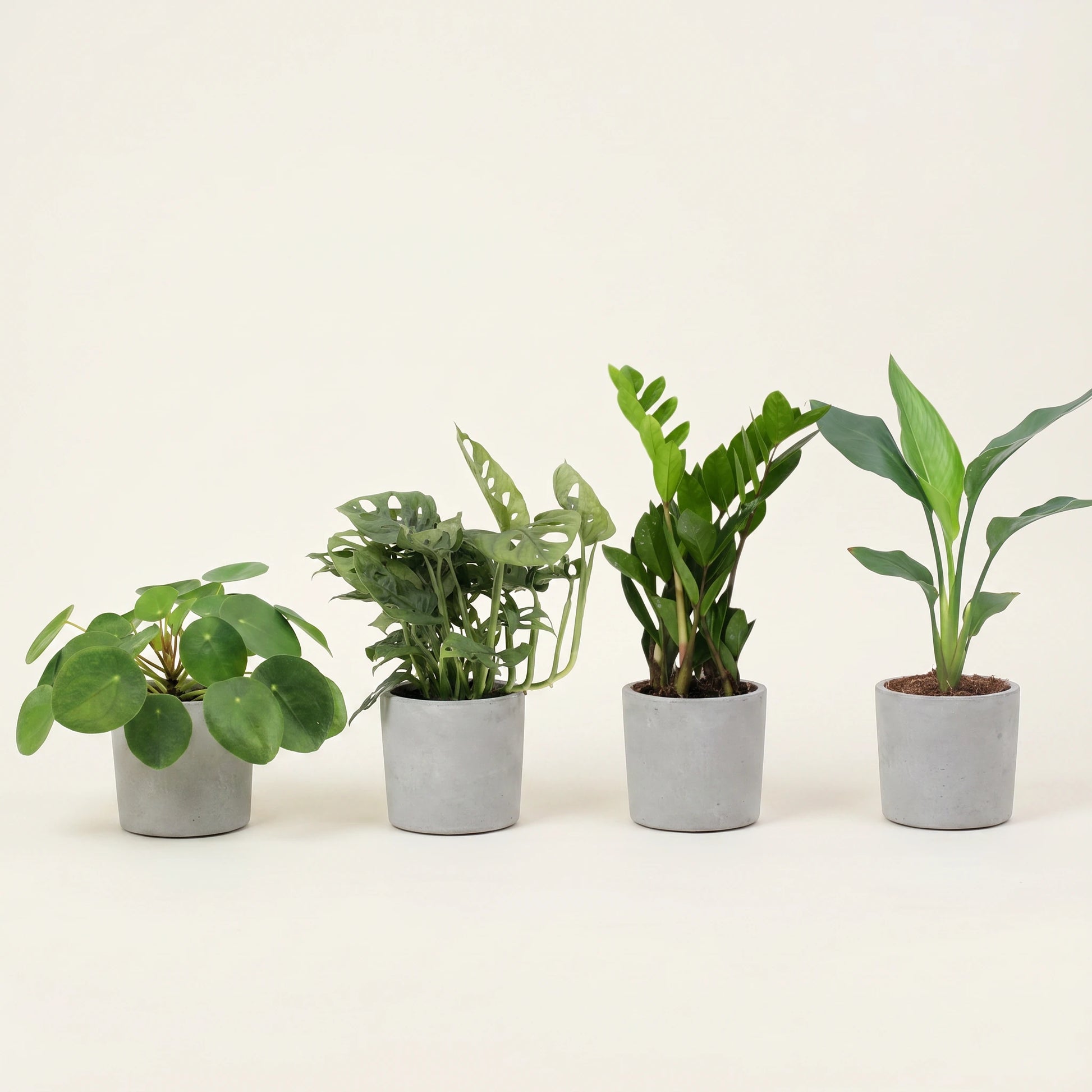 Musthave Pflanzenbox – Pilea, Monstera Monkey, Zamioculcas und Strelitzia in identischen grauen Übertöpfen in einer Reihe