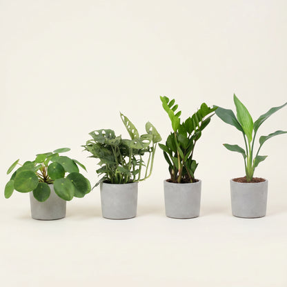 Musthave Pflanzenbox – Pilea, Monstera Monkey, Zamioculcas und Strelitzia in identischen grauen Übertöpfen in einer Reihe