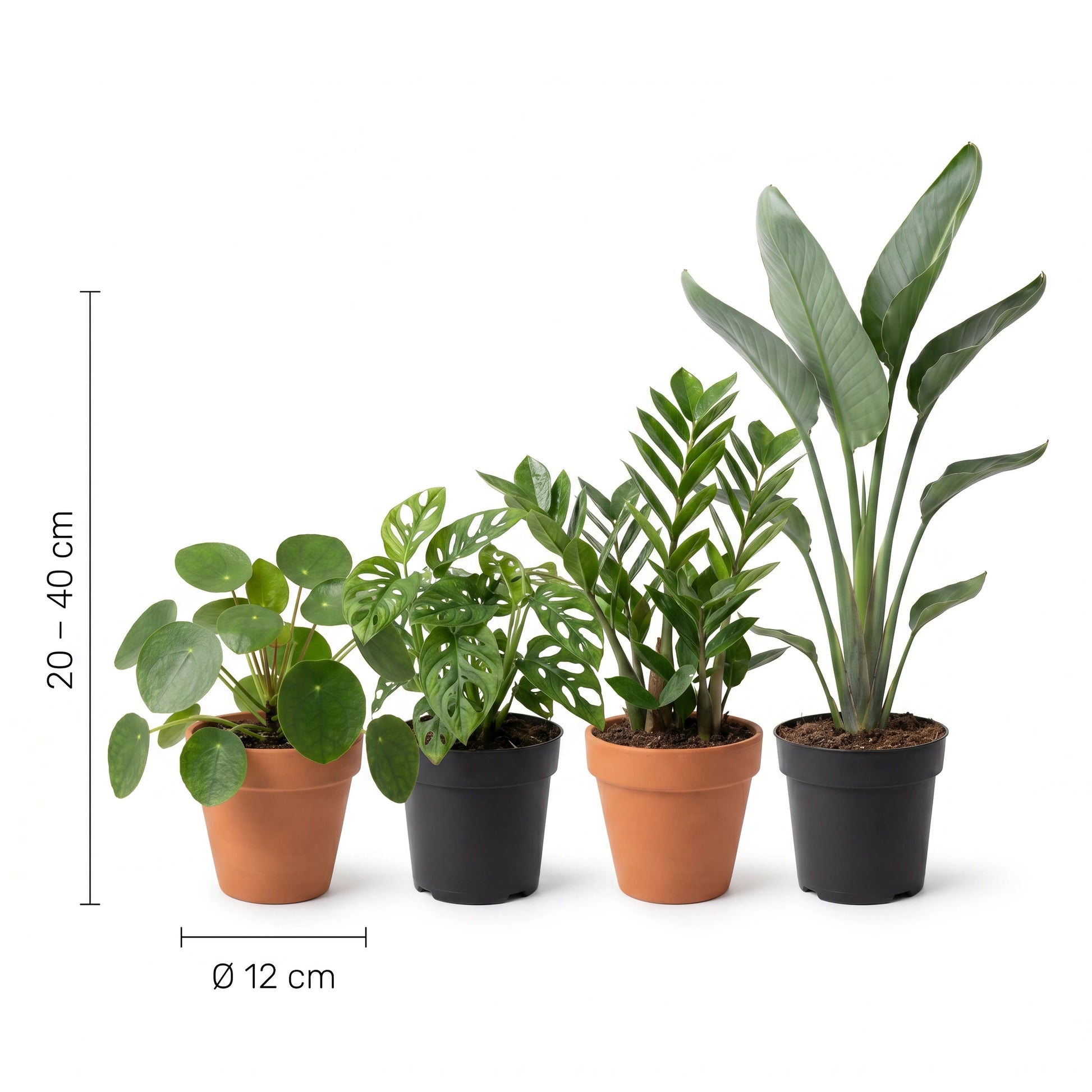 Größenangaben der Musthave Pflanzenbox – Wuchshöhe 20–40 cm, Topfdurchmesser Ø 12 cm