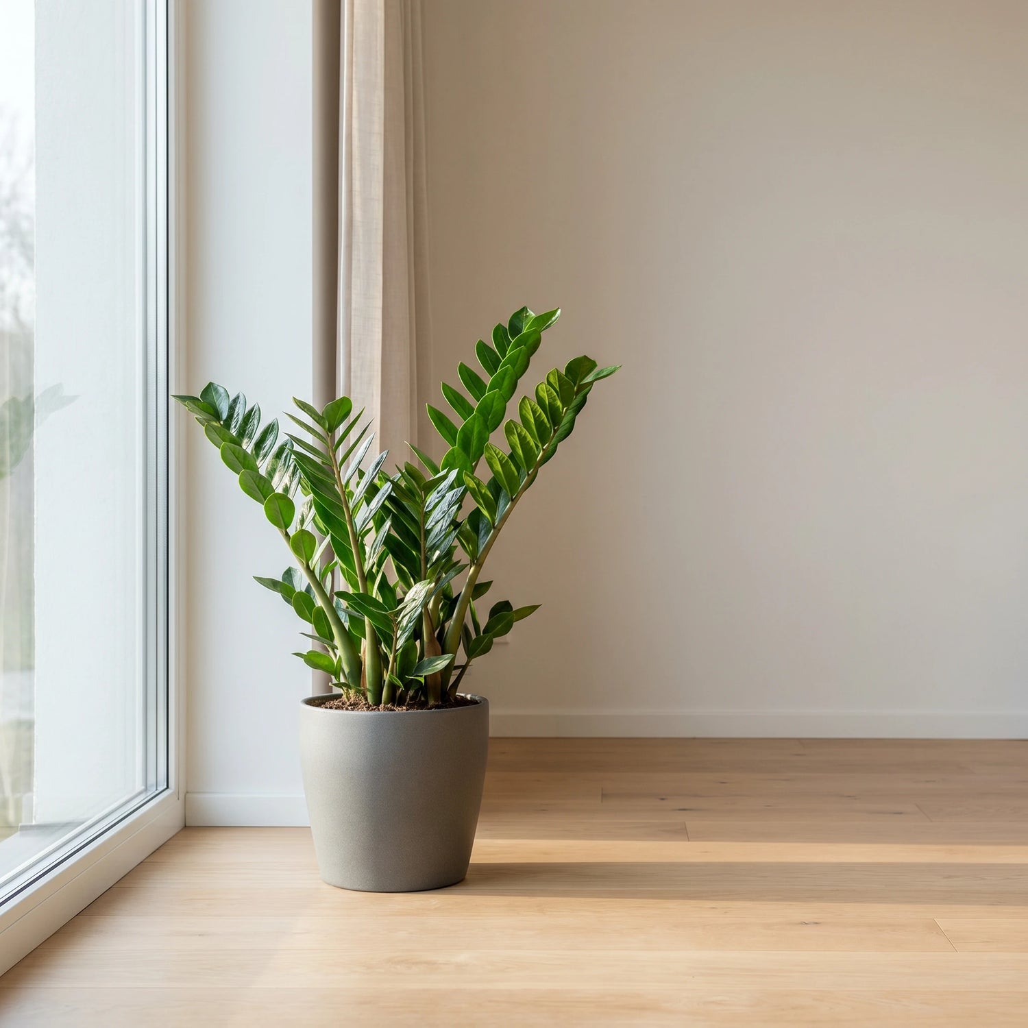 Zamioculcas der Musthave Pflanzenbox am hellen Fenster im grauen Übertopf