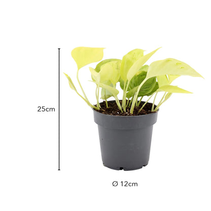 Größe Neon-Efeutute Champs Élysées: 25 cm, Topf Ø 12 cm