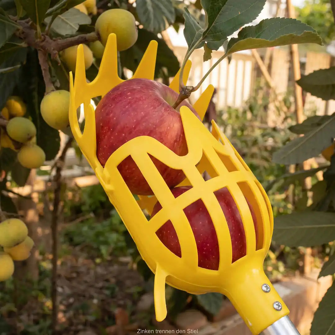 Zinken des Obstpflückers trennen den Fruchtstiel eines reifen Apfels am Ast