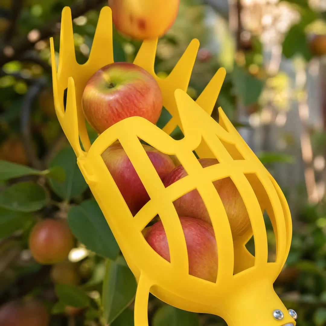 Blick in den Pflückkorb des Obstpflückers mit unbeschädigten Äpfeln