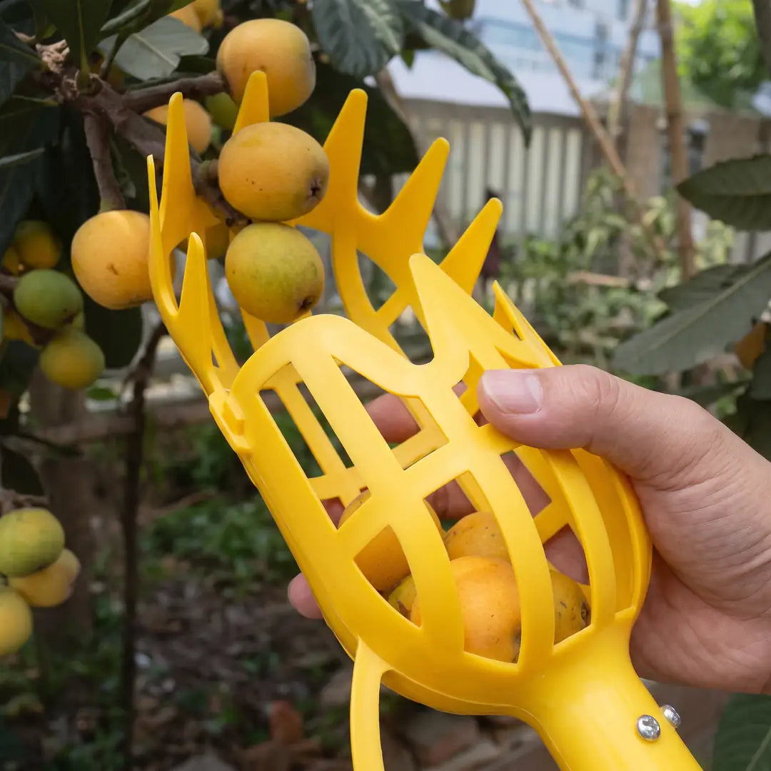 Größenvergleich: Pflückkorb des Obstpflückers in einer Hand