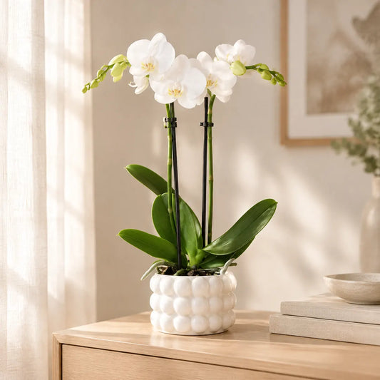 Weiße Orchidee (Phalaenopsis) im weißen Noppen-Übertopf auf einem hellen Sideboard