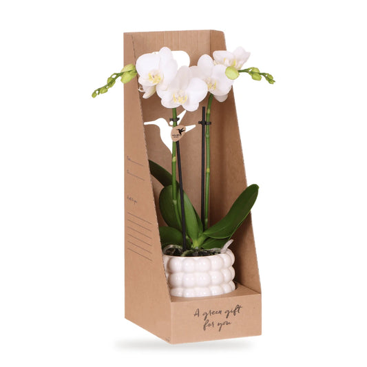 Orchidee Geschenkset Weiß mit Übertopf in der Giftbox aus Kraftkarton