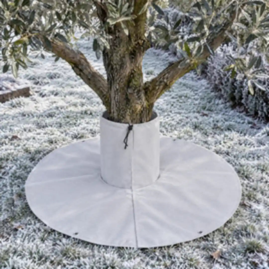 Olivenbaum mit flach ausgelegtem Wurzelschutz im Winter