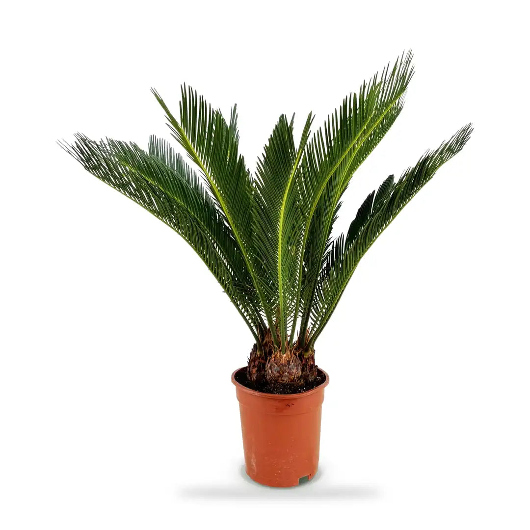 Palmfarn Cycas revoluta im Ø-17-cm-Kulturtopf im Lieferzustand, ca. 55 bis 70 cm hoch