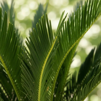 Nahaufnahme der gefiederten, glänzenden Wedel des Palmfarns