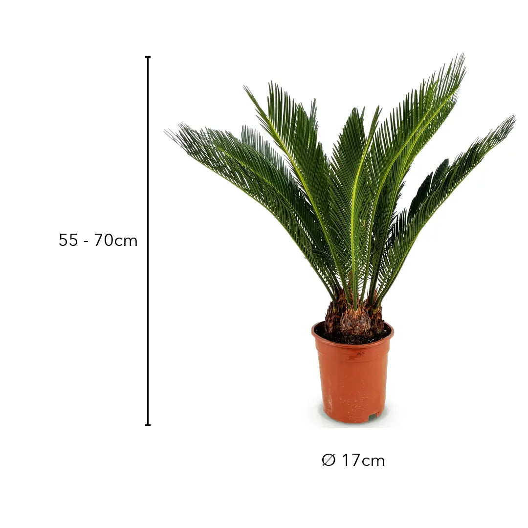 Größe Palmfarn Cycas revoluta: 55 bis 70 cm, Topf Ø 17 cm