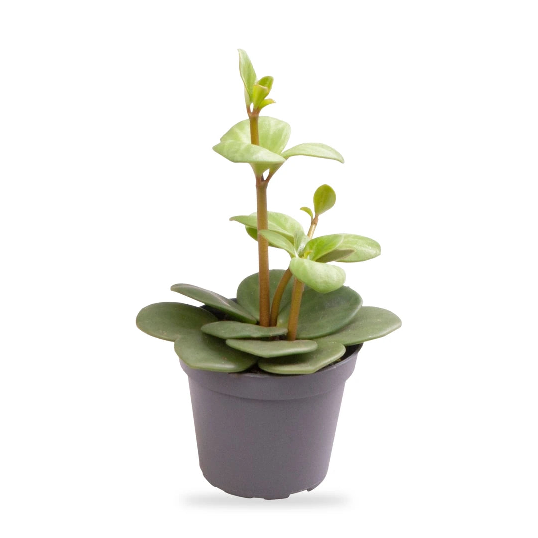 Peperomia Hope im grauen Kulturtopf Ø 6 cm, freigestellt – so wird die Pflanze geliefert
