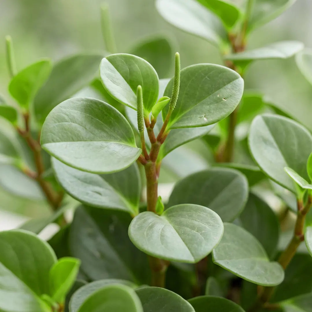 Runde, dickfleischige Blätter der Peperomia Hope in Nahaufnahme mit grüner Blütenähre