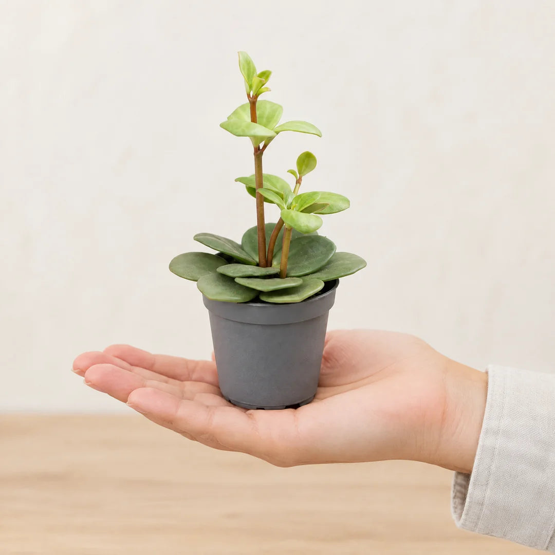 Kleine Peperomia Hope im 6-cm-Topf auf der Handfläche als Größenvergleich