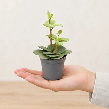 Kleine Peperomia Hope im 6-cm-Topf auf der Handfläche als Größenvergleich