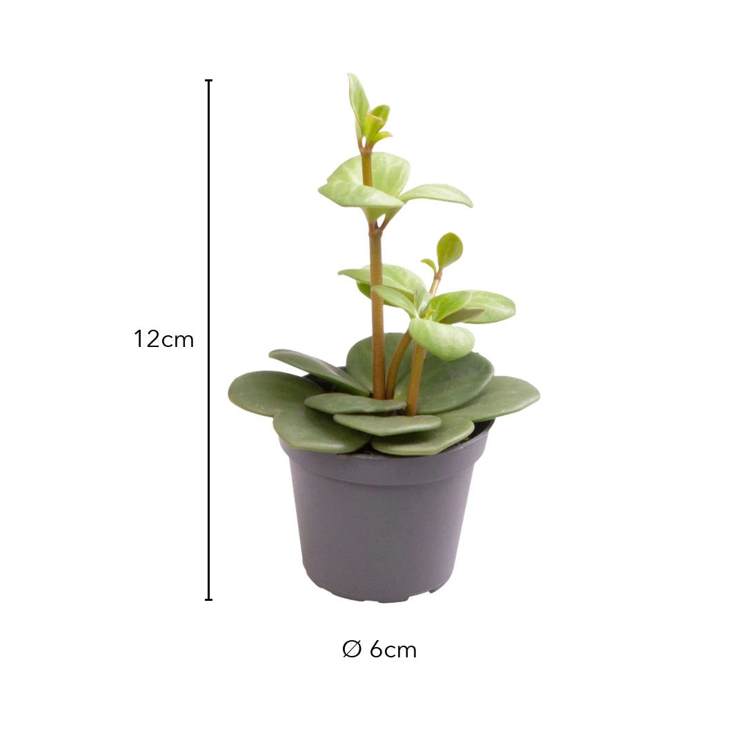 Größe Peperomia Hope: 12 cm, Topf Ø 6 cm