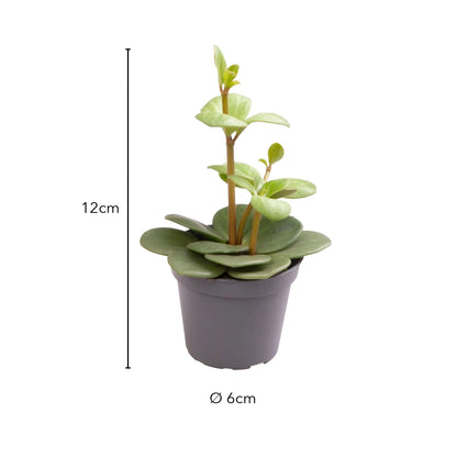 Größe Peperomia Hope: 12 cm, Topf Ø 6 cm