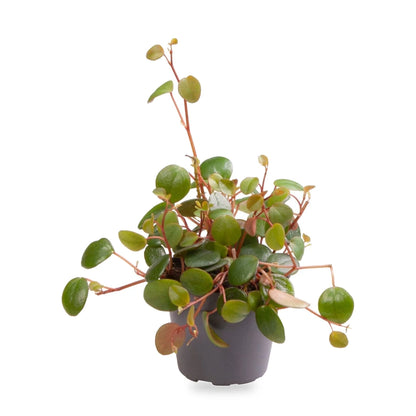 Peperomia Pepperspot im 6-cm-Kulturtopf im Lieferzustand, freigestellt auf Weiß